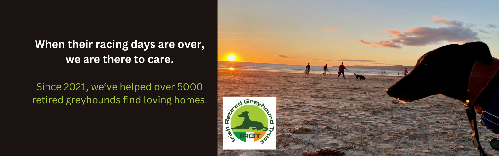 A black greyhound looks across a sandy beach at the sunset