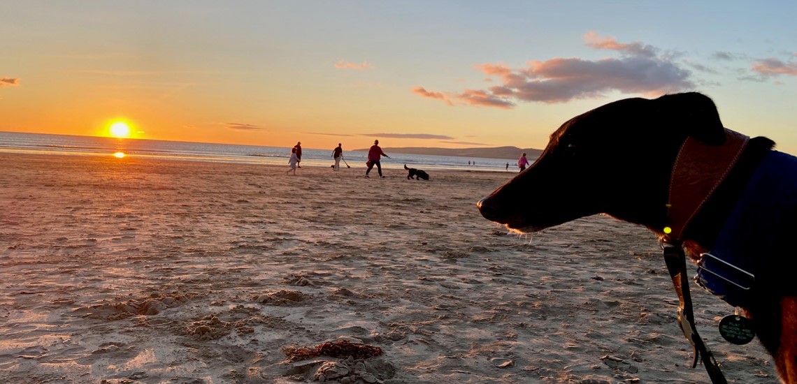 A black greyhound looks across the beach at sunset towards the sea 