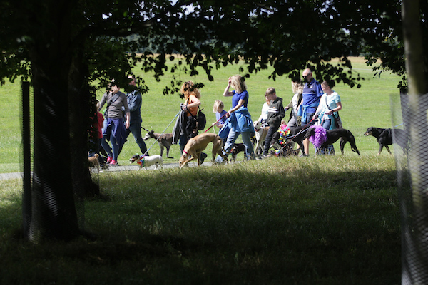 Photo 3 - Greyhound Stroll.jpg