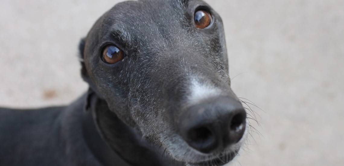 Black greyhound looks up at the camera
