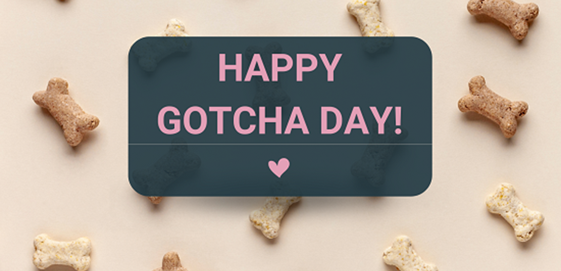 Dog biscuits scattered on a cream background with the words, Happy Gotcha Day!