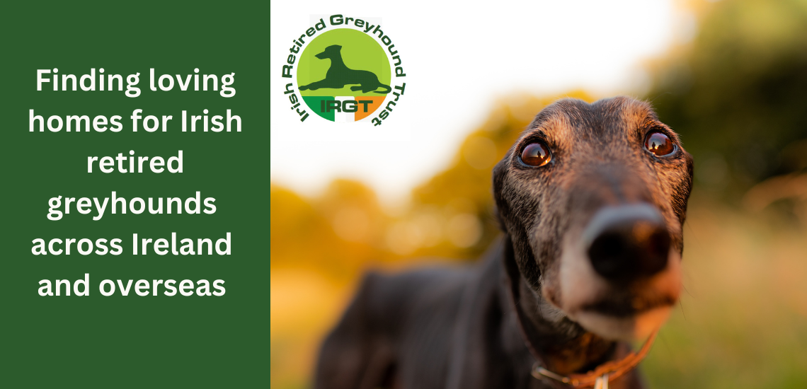 Black greyhound in the sunset - close up of face