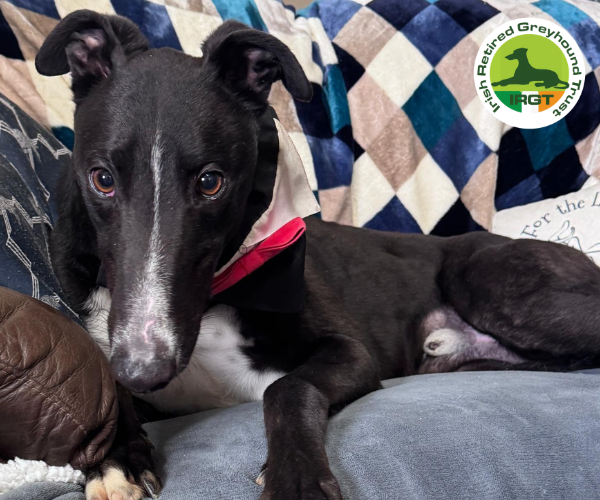 greyhound profile image