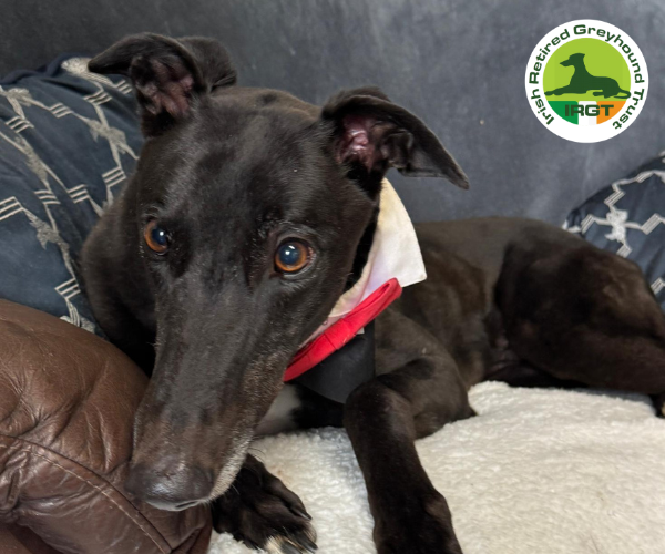 greyhound profile image