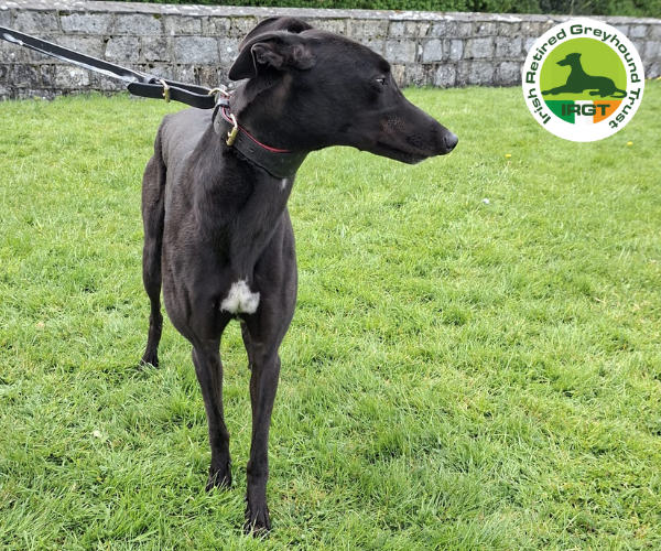 greyhound profile image
