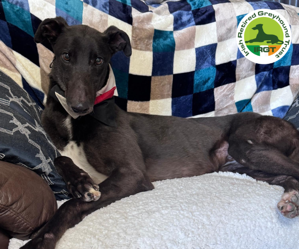 greyhound profile image